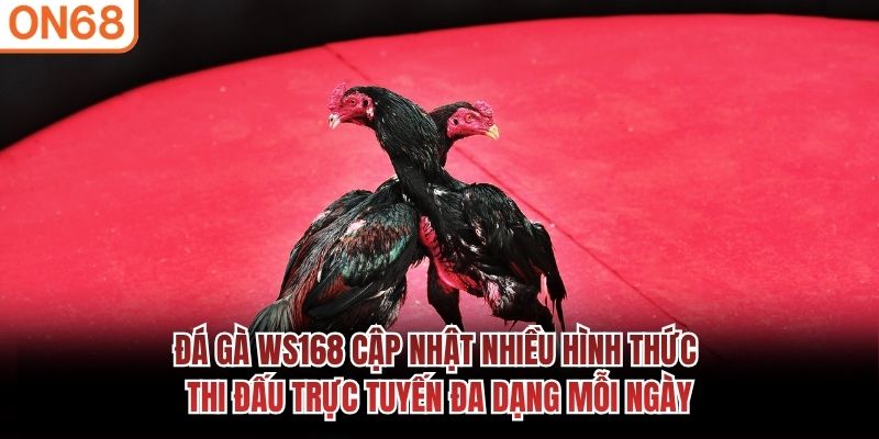 đá gà ws168