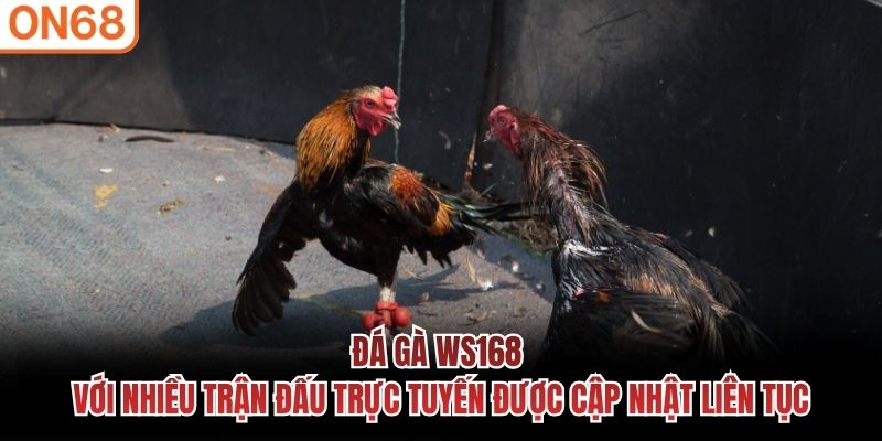 đá gà ws168