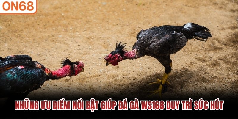 đá gà ws168