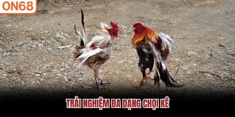 đá gà on68